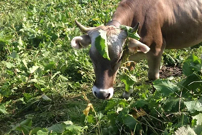 Spazioso appartamento vicino alle piste
a Rie...