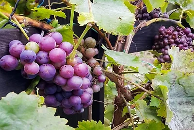 4 Sterne Ferienhaus in INGARÖ