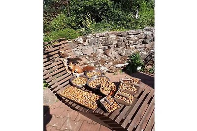 Kuća za odmor Dopust za oporavak Elzach
