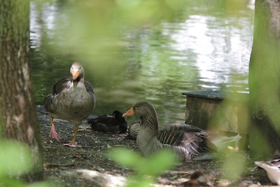 Knus houten chalet gelegen op het platteland