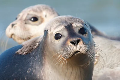 Dintorni (estate) (1-5 km) Dintorni (estate) (1-5 km)