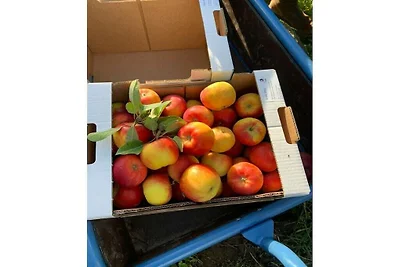 Ferienhaus mit 1 Schlafzimmer