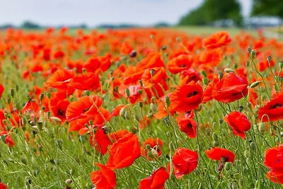 1-Raum-Apartment im Landhaus Rügeband