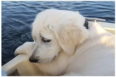 Ferienhaus in Güster mit Schwimmbecken