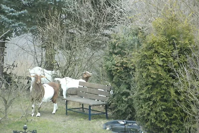 Wohnung in Morbach-Riedenburg mit Terrasse