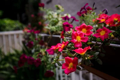 Rooms Edna - Twin Room