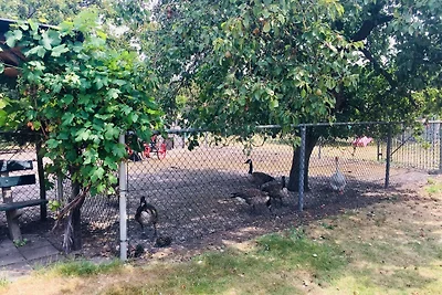 Zigeunerwagen in Weideblick mit Tieren