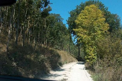 Eenzame berghut aan de rand van het bos