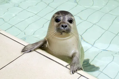 Ferienhaus in De Koog am Meer
