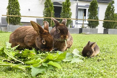 Ferienwohnung mit 3 Schlafzimmer