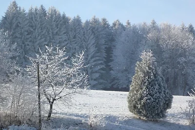 Forest view from the Pletl farm