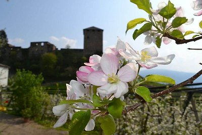 Schlosshof Mayenburg