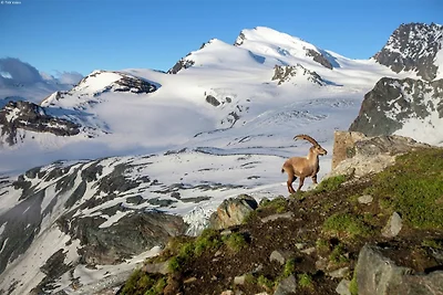 Houten chalet in Betten vlakbij  Aletsch...