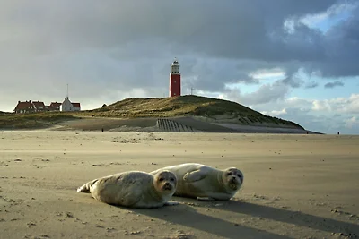 Charmante Reetdachvilla auf Texel