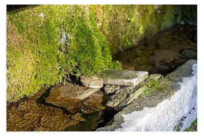 Paradiso Verde - Lucerola