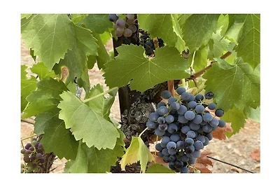 Ferienhaus in Carcès mit Badminton