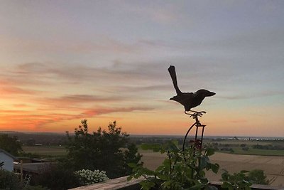 Nido di civetta nella casa vista mare