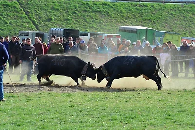Bell'appartamento vicino alle piste ad...