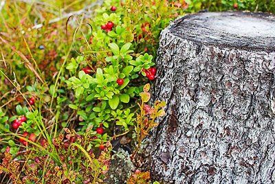 10 Personen Ferienhaus in SÄLEN