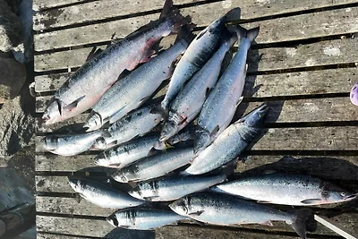 9 persone case ad Korsfjorden
