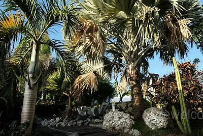 Villa in Saint-François mit Infinity-Pool