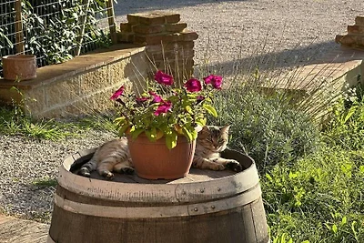Fornace del Conte - Vigneto