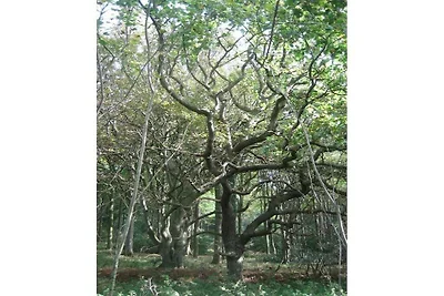 Ferienwohnung mit 2 Schlafzimmer