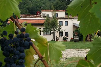 Apartment in a winery in the countryside with...