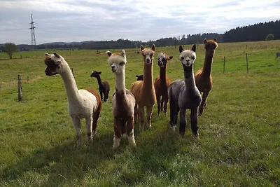 Appartamento in una fattoria di alpaca a...