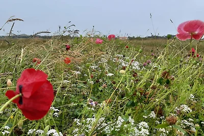 5 persoons vakantie huis in Skagen-By Traum