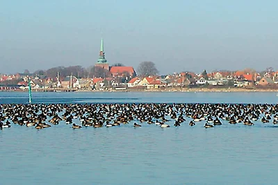 8 Personen Ferienhaus in Nysted-By Traum