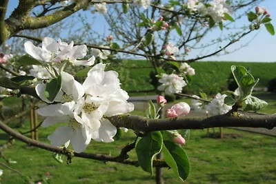 Ferienhaus in Balje mit Wifi