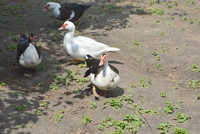 Zigeunerwagen in Weideblick mit Tieren