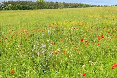 Ferienhaus im Ferienpark Mueritz