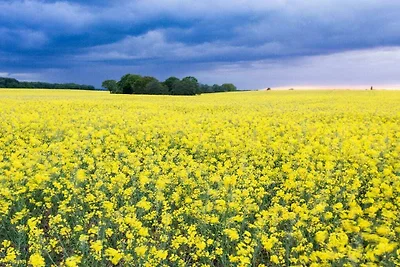 Im Landhaus Rügeband