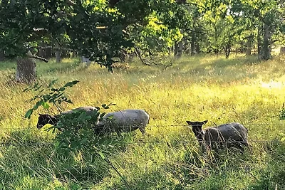 5 Sterne Ferienhaus in Lärbro