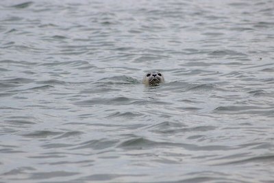 6 persoons vakantie huis in Fanø