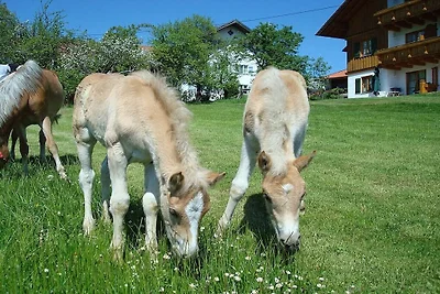 4 - im Pferdezentrum Füssen