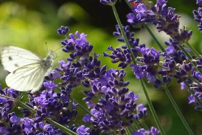 Ferienwohnung mit 1 Schlafzimmer