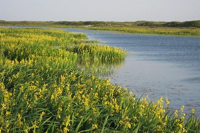 Luxusvilla in der Nähe von Texel