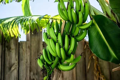 Corossol Villa f�r sechs Personen