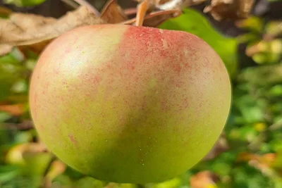 Ferienhaus in Hornberg bei Triberg