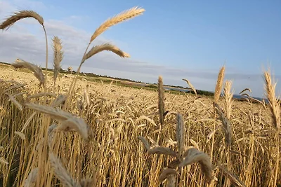 19 Personen Ferienhaus in Løgstør-By Traum