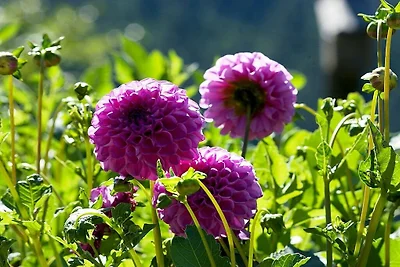 Rinkenbachhof Rifugio moderno