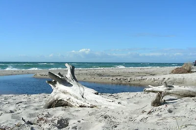 Ostsee mit Hund