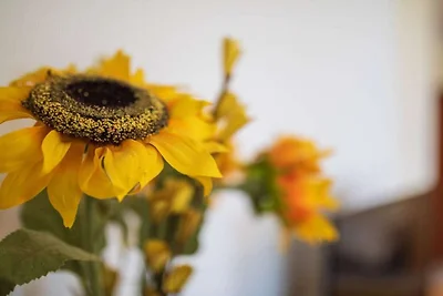 Zonnebloemen, terras en uitzicht op de Moezel