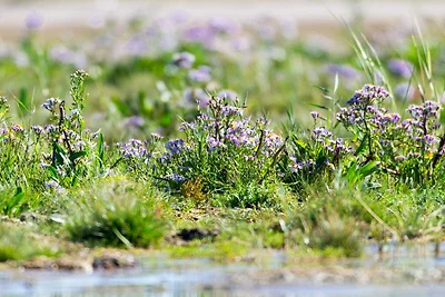 6 Personen Ferienhaus in Fanø-By Traum