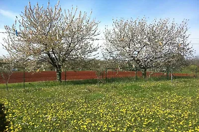 Two Bedroom Apartment with Terrace and Garden
