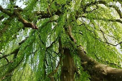 8 Personen Ferienhaus in Øster Assels-By...