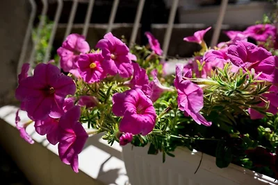 Rooms Batina - Double Room-1